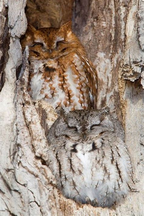 21 Amazing owl camouflage (21 pics) Funny Animal ~ I Love Funny Animal - Sweet Funny Animal ...