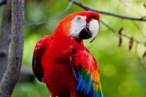 Toronto Zoo-parrot | leander.canaris | Flickr