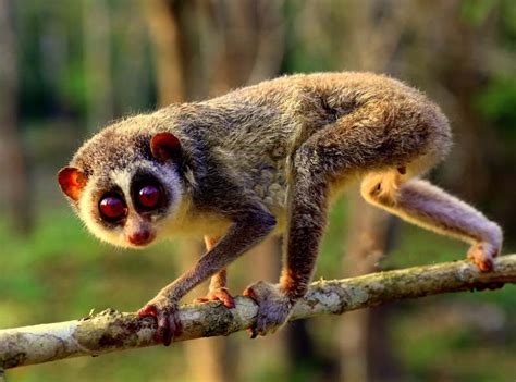 Save the Slender Loris Before it is Gone Extinct | TechGape