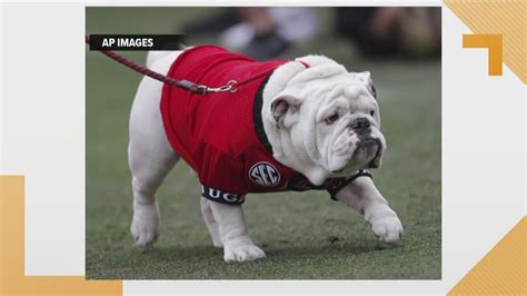 Georgia Bulldogs mascot history | Meet Uga | 11alive.com