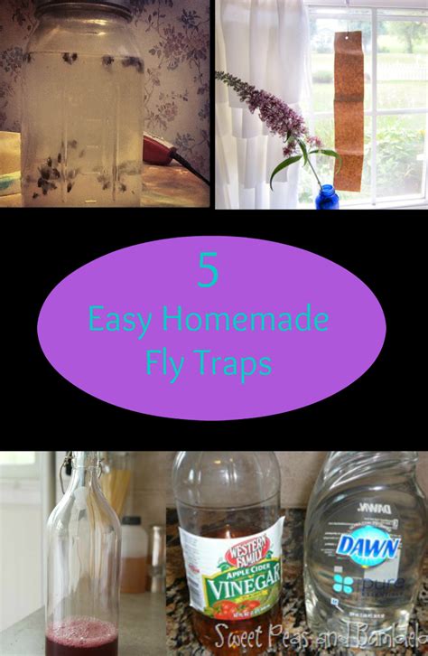 DIY Fly Traps to Keep Your Home Pest-Free