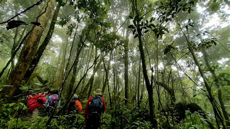 Show And Tell: A Million Year Old Cloud Forest in Malaysia