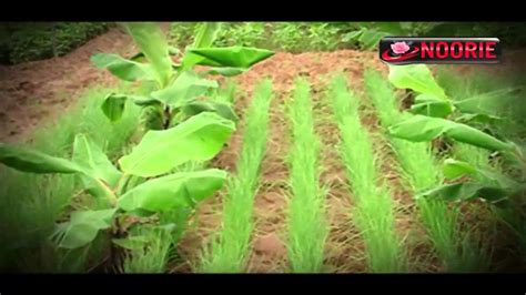 Single, Double and Multiple Cropping in Agriculture - YouTube