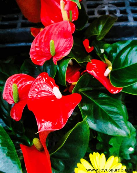 Anthurium Care & Growing Tips | Anthurium plant, Anthurium care, Anthurium