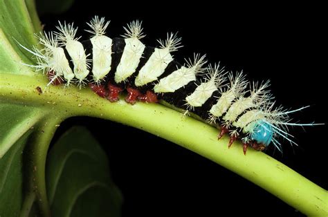 Wild Silk Moth Caterpillar (saturniidae #1 Photograph by Pete Oxford ...