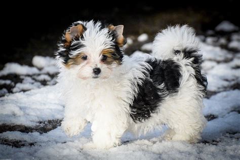 Gorgeous Biewer Terrier Puppies For Sale | in Dunblane, Stirling | Gumtree