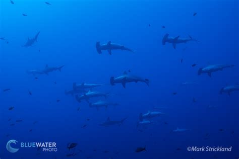 Diving in Socorro Island, Mexico - Bluewater Dive Travel