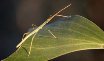 Stick Bugs - Nature's Masters of Disguise - Animal Corner