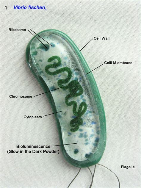 Vibrio fischeri Bacterium by trilobiteglassworks on DeviantArt