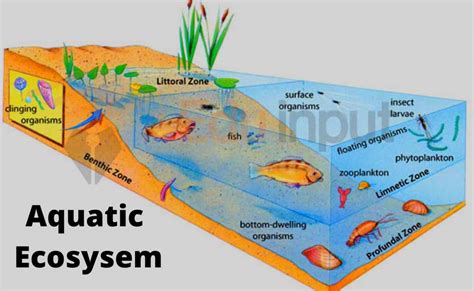 Freshwater Ecosystems