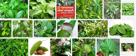 tanaman obat diabetesJual obat diabetes tradisional, obat diabetes ampuh, obat diabetes alami ...