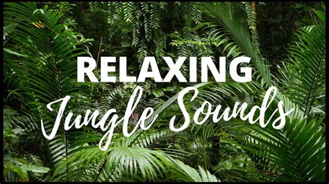 JUNGLE SOUNDS | [Relaxing Jungle Sounds for Sleep] in 2020 | Jungle ...