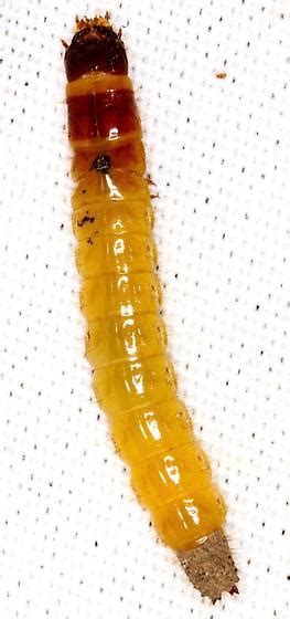 Elateridae larva? - BugGuide.Net