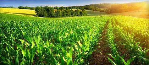 The role of agriculture in Nigeria's economic development - Legit.ng