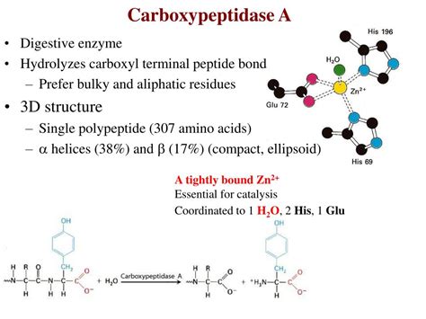 PPT - Catalytic Mechanism of Chymotrypsin slide 1 PowerPoint Presentation - ID:435916