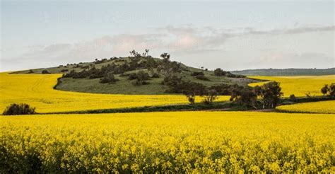 Image of Canola Crop on Western Australian farms - Austockphoto