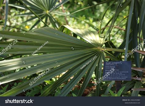 114 Lady Bird Johnson Wildflower Center Images, Stock Photos & Vectors | Shutterstock