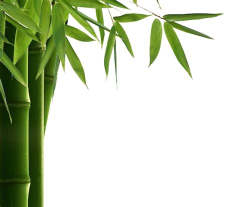 Bamboo Leaf Hd Transparent HQ PNG Download | FreePNGImg