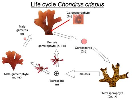 Reproduction/Life Cycle - Red Algae