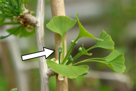 Ovules among leaves on a female ginkgo tree. | Ginkgo tree, Leaves ...