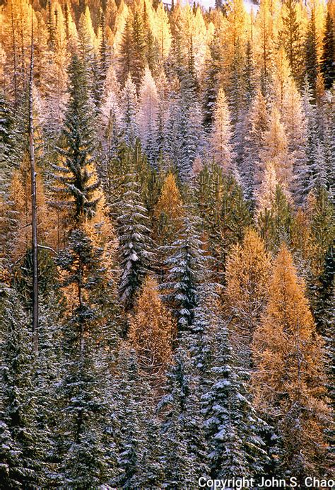 First snowfalls coat a forest | JOHN CHAO PHOTOGRAPHY