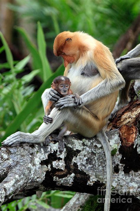 Proboscis Monkey And Baby Photograph by Sohns/Okapia - Fine Art America