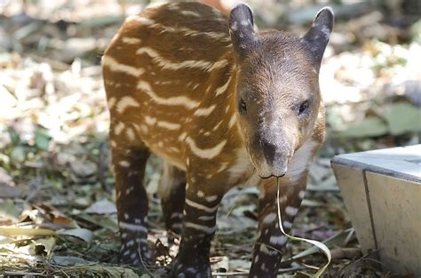 Tapir Facts: Animals of the World - WorldAtlas