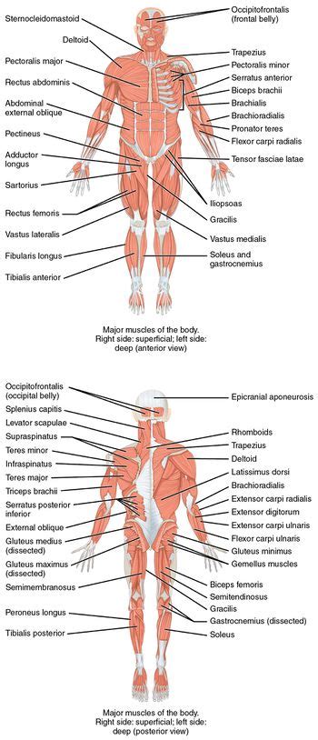 Musculoskeletal system - MEpedia