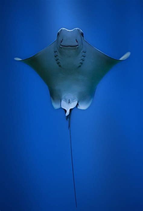 Cownose ray by Robert Fruehauf on 500px | Life under the sea, Sea ...