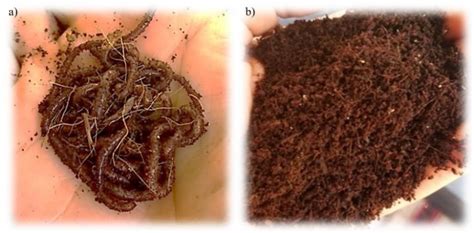 Composting worm species Eisenia fetida a), and its fecal castings... | Download Scientific Diagram