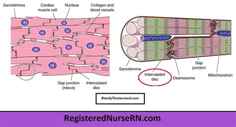 Desmosomes In Cardiac Muscle