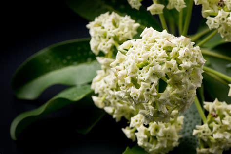 Alstonia Scholaris Flower Stock Photo - Download Image Now - iStock