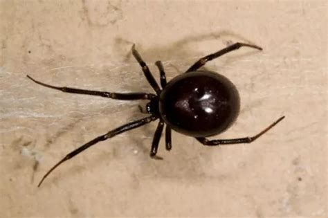 False widow spider Ireland: Where to find them and why experts are warning the public - Dublin Live