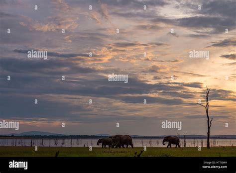 A family herd of African Elephant seen in front of a Lake Kariba sunset ...