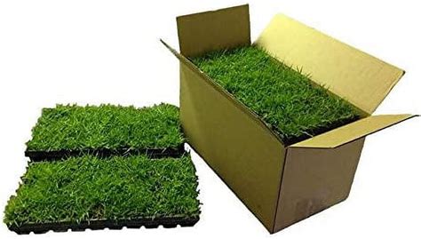 Zoysia Plugs - 150 Sun-Loving, Drought-Resistant Grass Plugs - Walmart.com