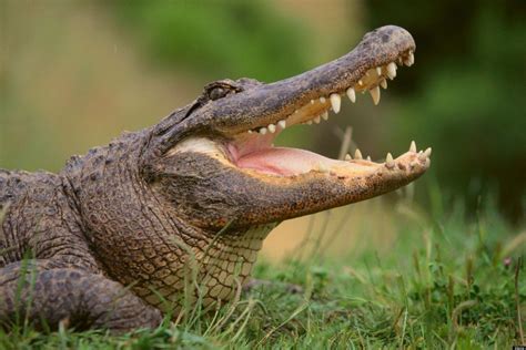 Alligator Facts: 20 Interesting Facts About Alligators