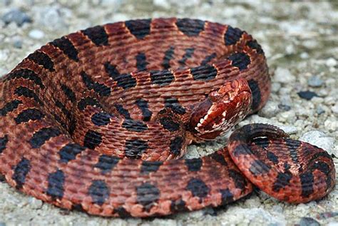 Red Pygmy Rattlesnake-small but ready to strike.. | Venomous animals ...