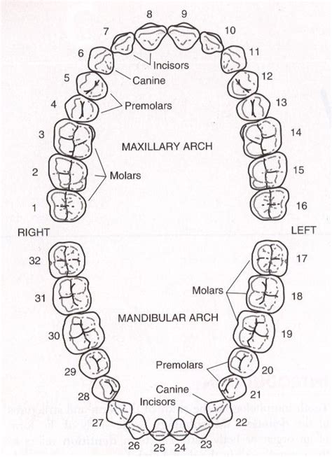 Tooth Numbers – Barranca Dental Excellence