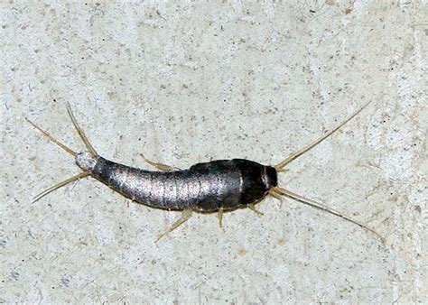 Homemade Repellents and Remedies to Get Rid of Silverfish