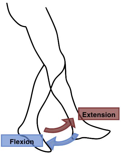 File:Flexion Extension Leg.png - Wikimedia Commons