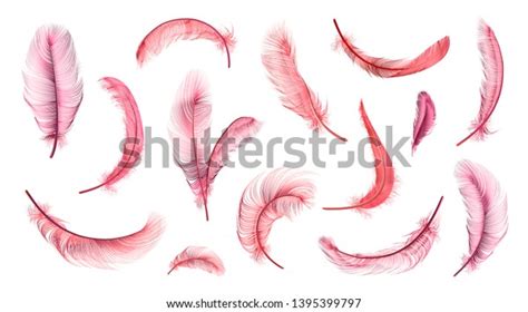 Vector Pink Feathers Collection Flamingo Feathers Stock Vector (Royalty ...