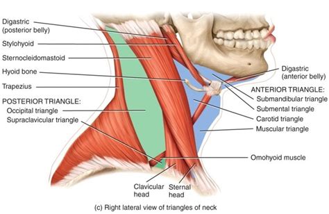 Sternocleidomastoid Diagram | Quizlet