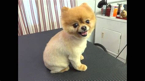 Pomeranian Puppy Cut Before After