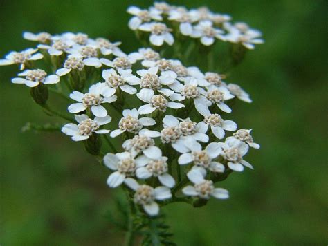 Yarrow Flowers Seeds - White (Achillea Millefolium) Perennial ...