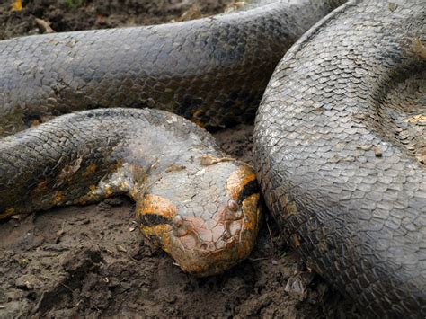 Anaconda Wrangling in Venezuela