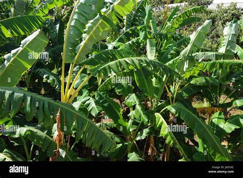 green, bananas, sweetly, green, iron, sugar, copper, bananas, magnesium Stock Photo - Alamy