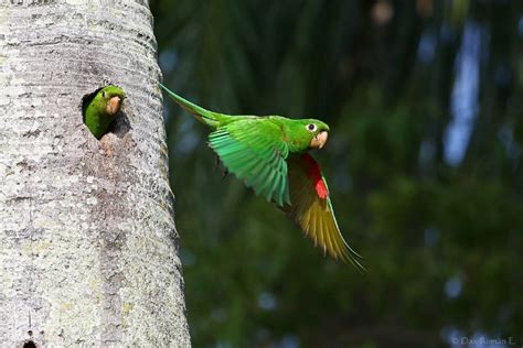 Hispaniolan Parakeet – birdfinding.info