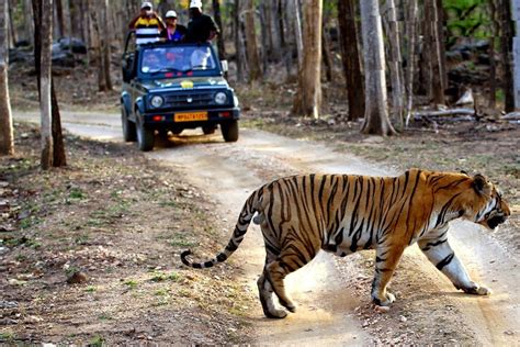 Information of Jungle Safari Booking At Pench National Park – Disha’s Blog