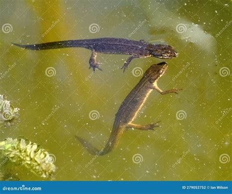 Common Newts in a Garden Pond Stock Photo - Image of hunting, water ...