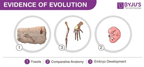 Types Of Evidence For Evolution